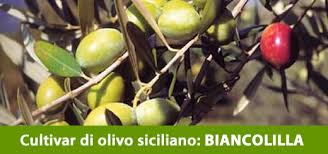 olive_biancolilla