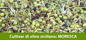 olive_moresca